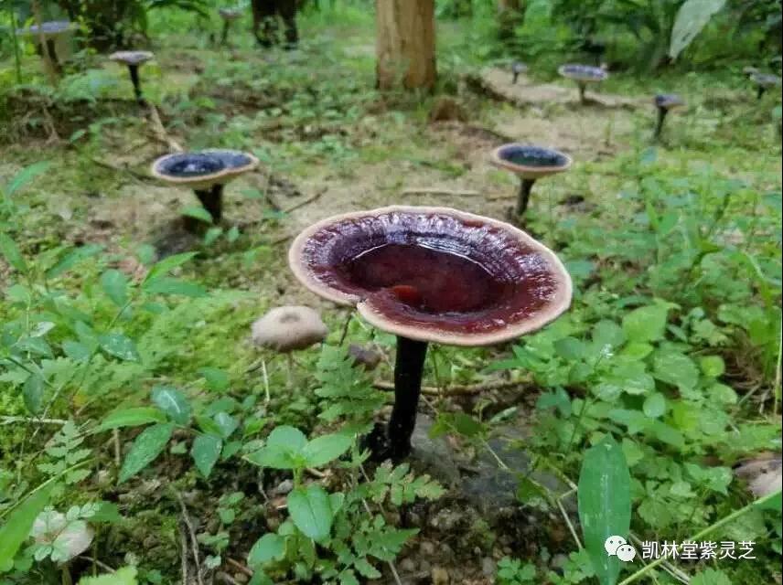 What is Purple Ganoderma Lucidum?